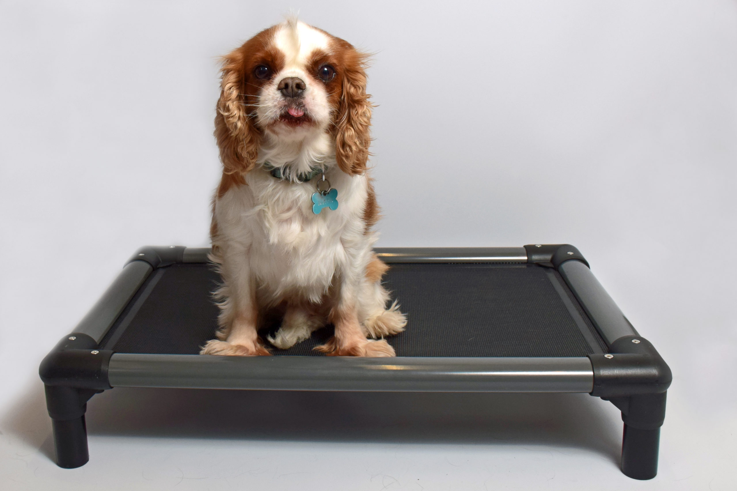 Lit Indestructible Kumbow Pour Chien