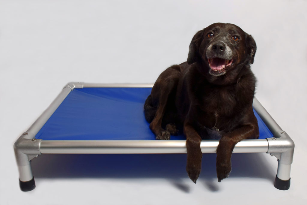 Lit Pour Chien 100 Résistant Gamme Indestructible Bleu